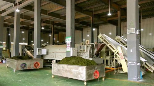 鳳岡 金融賦能 貸 動茶產業發展