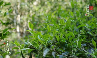 福元昌2018年易武純料熟茶今日開(kāi)始預(yù)售